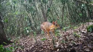 Myszo-jelenie w wietnamskim lesie (Global Wildlife Conservation)