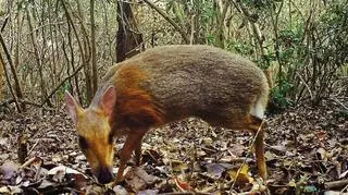 Myszo-jelenie w wietnamskim lesie (Global Wildlife Conservation)