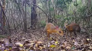 Myszo-jelenie w wietnamskim lesie (Global Wildlife Conservation)