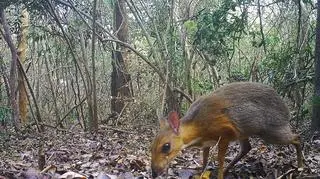 Myszo-jelenie w wietnamskim lesie (Global Wildlife Conservation)