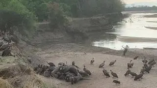Na miejscu pojawiły się sępy (Darren Bartlett)