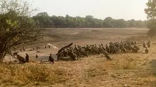 Na miejscu pojawiły się sępy (Darren Bartlett)