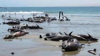 Na plaży w Namibii znaleziono martwe delfiny ciemne (Lüderitz Marine Research)