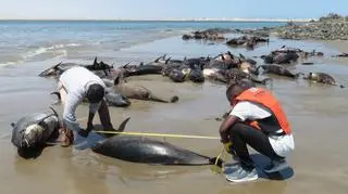 Na plaży w Namibii znaleziono martwe delfiny ciemne (Lüderitz Marine Research)