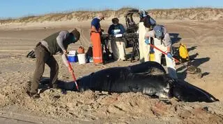 Na wybrzeżu Karoliny Północnej znaleziono ciało samca młodego walenia biskajskiego (Cape Lookout National Seashore)