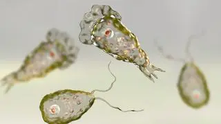 Naegleria fowleri (Shutterstock)