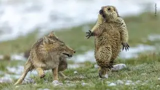 Nagrodzona fotografia (Yongqing Bao/Wildlife Photographer of the Year)