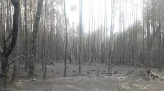 Największy pożary w 2019 roku w Polsce wybuchł w Opocznie 