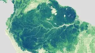 Najwyższe lasy na świecie (NASA/ Earth Observatory)