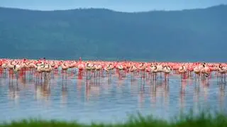Nakuru (Kenia)