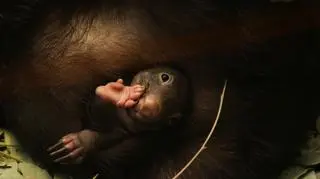 Narodziny wombata były niespodzianką (fot. Zoo Duisburg)