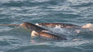 Narwal ma potężny kieł (NOAA, domena publiczna)