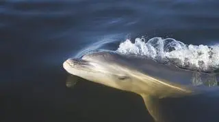 Nazwa gatunkowa delfinów to Tursiops australis