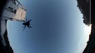 Niecodzienne obserwacje - pająk (NASA/MSFC/MEO)