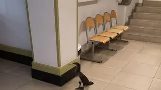 Niecodzienny pacjent w przychodni (Straż Miejska w Gdańsku)