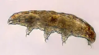 Niesporaczki (Thomas Boothby, University of Wyoming/NASA)