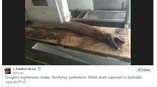 Niezwykle rzadko spotykany płaszczak wyłowiono w pobliżu stanu Wiktoria w Australii