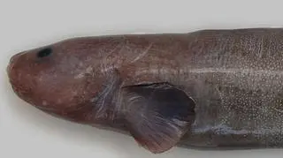 Nowo odkryta ryba (NIWA/University of Aberdeen)