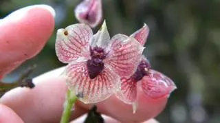 Nowo odkryty gatunek orchideii Telipogon diabolicus