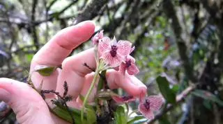 Nowo odkryty gatunek orchideii Telipogon diabolicus