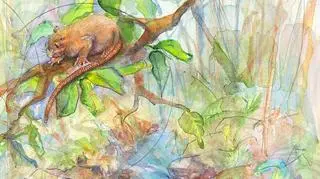 Nowy gatunek gryzonia: jak miał wyglądać? (Peggy Macnamara, The Field Museum)