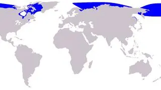 Obszar występowania białuchy arktycznej (Pcb21/Wikipedia)