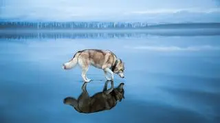 Odbicie w lodowej tafli