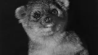Olinguito należy do rodziny szopowatych