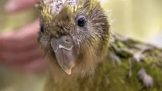 Operacja zakończyła się sukcesem (Massey University)