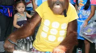 Orangutan Bam na rowerze (PAP/EPA)