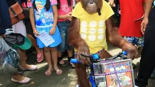 Orangutan Bam na rowerze (PAP/EPA)