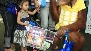 Orangutan Bam na rowerze (PAP/EPA)