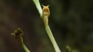 Orchidea Malaxis sp. nov. (Ivan Jimenez)