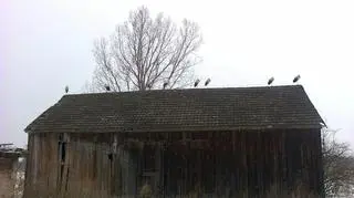Osiem bocianów na dachu starej szopy (Kontakt Meteo/~Sir_Brutus)