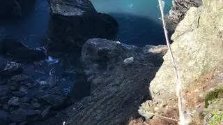 Owce utknęły na wysokim klifie (RSPCA)