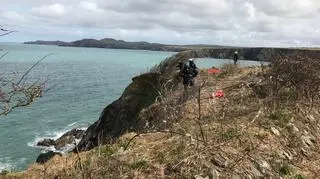 Owce utknęły na wysokim klifie (RSPCA)