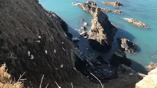 Owce utknęły na wysokim klifie (RSPCA)