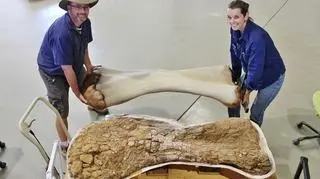 Paleontolodzy przy pracy (Queensland Museum)