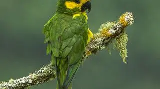 Papuga Ognorhynchus icterotis (Francesco Veronesi/wikipedia CC BY-SA 2.0)