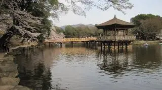 Park Nara na wiosnę (Sho Horiuchi/Wikipedia (domena publiczna))