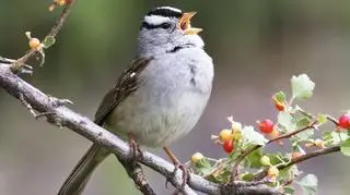 Pasówka białobrewa (Shutterstock)
