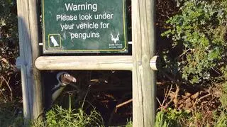 Pearl KasparianComedy Wildlife Photo Awards 2020