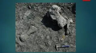 Pierwsza kość dicynodonta (prezentacja dr hab