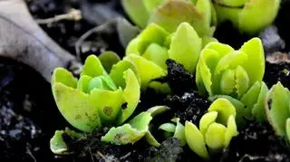 Pierwsze oznaki wiosny