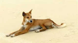 Pies dingo (birsbane/Wikipedia/CC-BY-SA)