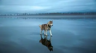 Pies to najwierniejszy towarzysz człowieka