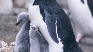 Pingwin maskowy z młodymi (NOAA)