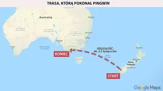 Pingwin pokonał 2,5 tysiąca kilometrów (Google Maps)