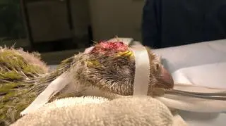 Pionierska operacja mózgu papugi (Massey University)