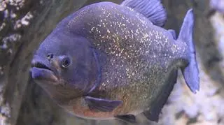 Pirania czerwona